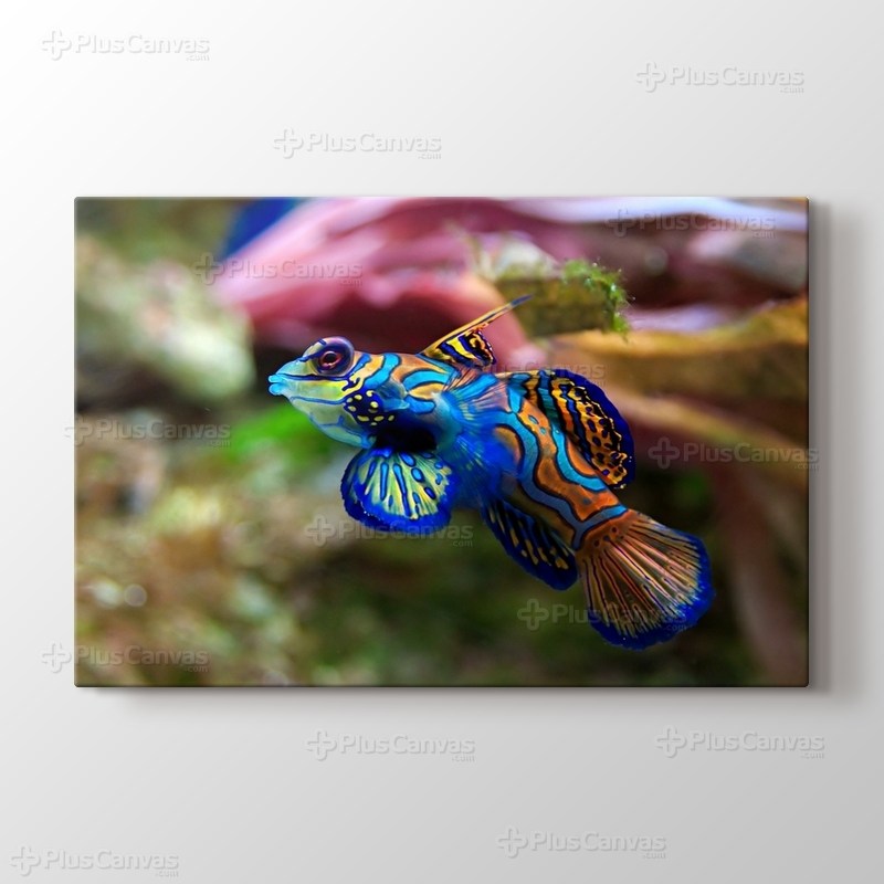 Synchiropus Splendidus görseli.