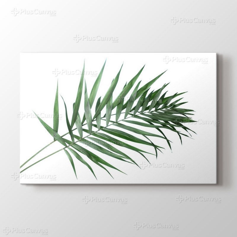 Beautiful Palm Leaves görseli.