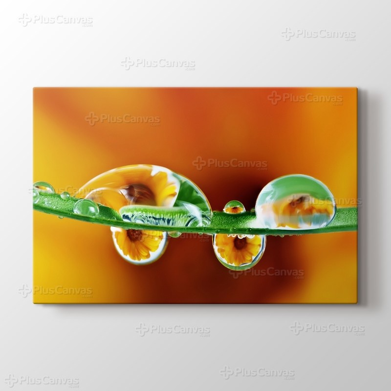 Kadife Çiçeği görseli.