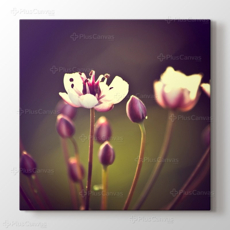 İlkbahar Çiçekleri görseli.