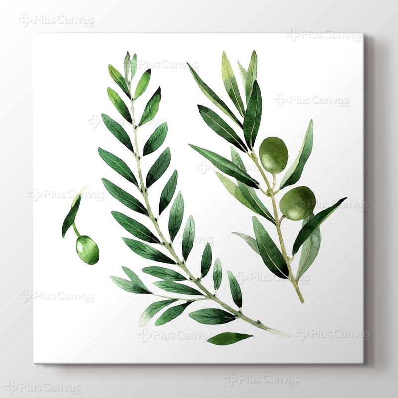 Zeytin Dalı görseli.