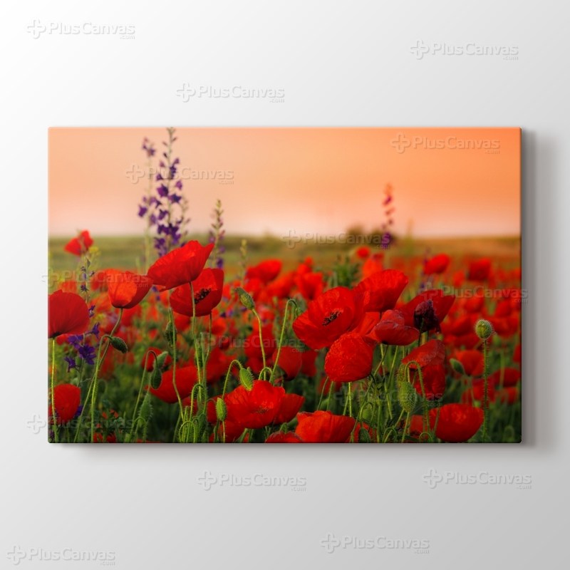 Gelincik Tarlası görseli.