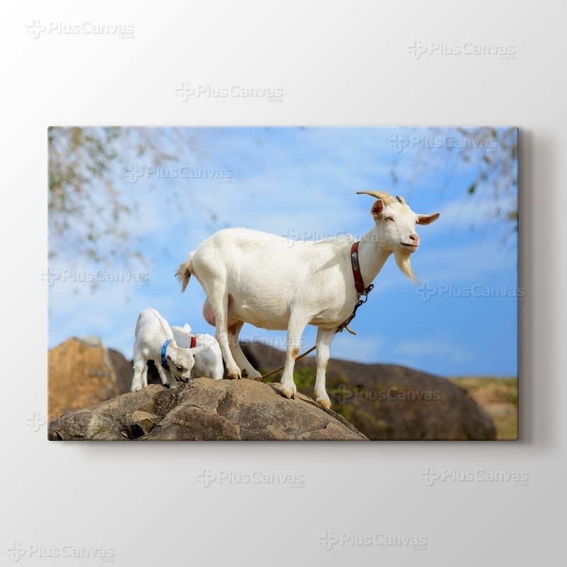 Dağ Keçisi ve Yavruları görseli.