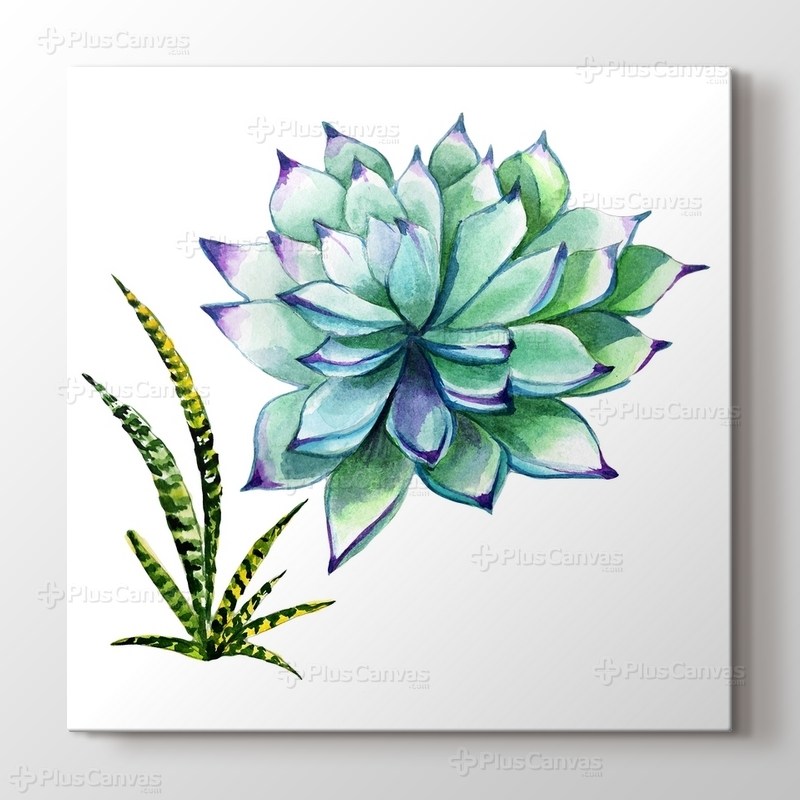 Succulentus Wildflower görseli.