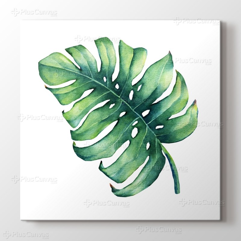 Monstera görseli.