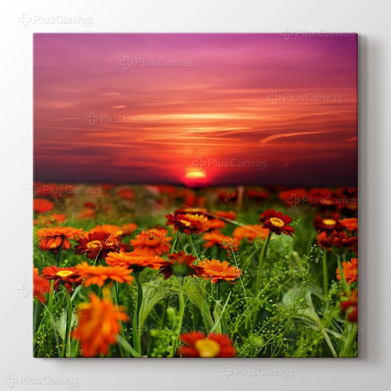 Günbatımı Çiçek Tarlası görseli.