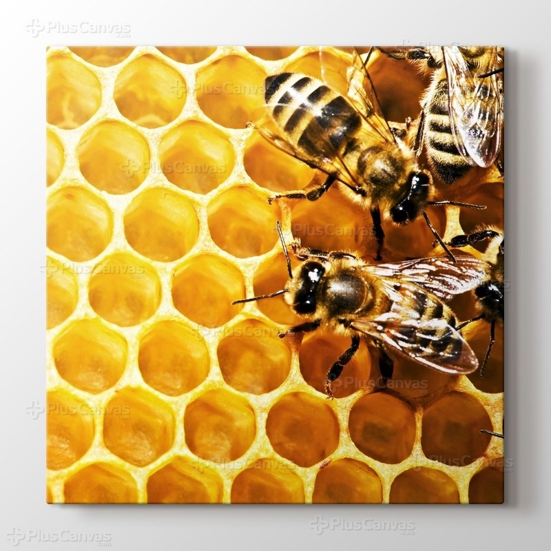 Bees on Honeycomb görseli.
