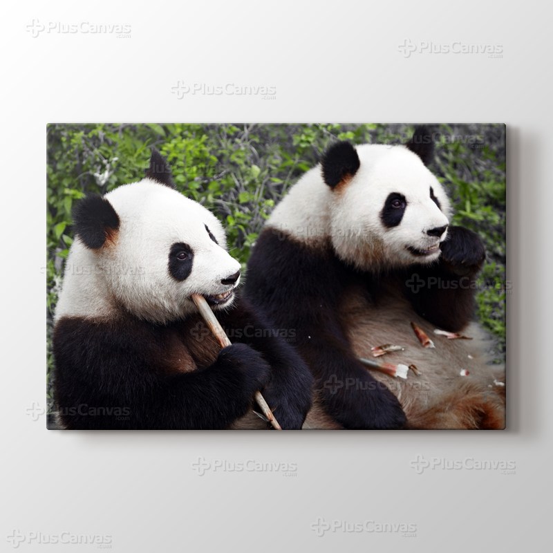 Eating Pandas görseli.