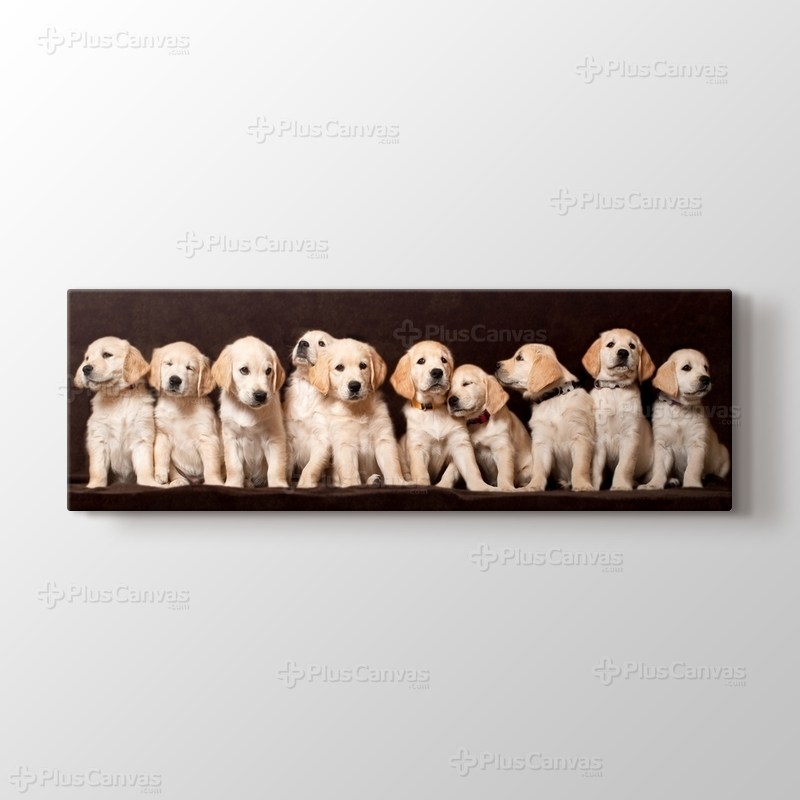 Köpek Yavruları görseli.