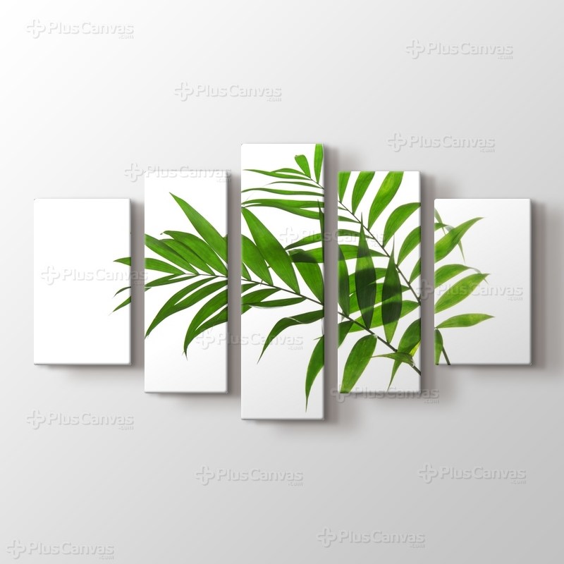 Palm Tree Howea görseli.