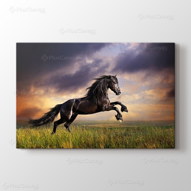 Black Friesian Horse görseli.