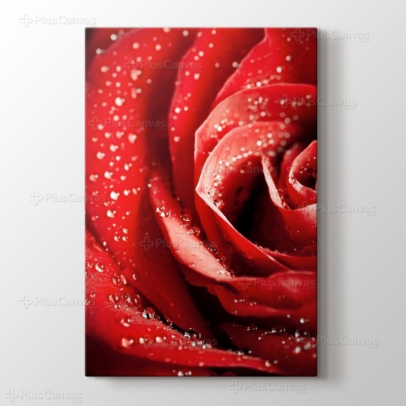 Red Rose Close Up görseli.