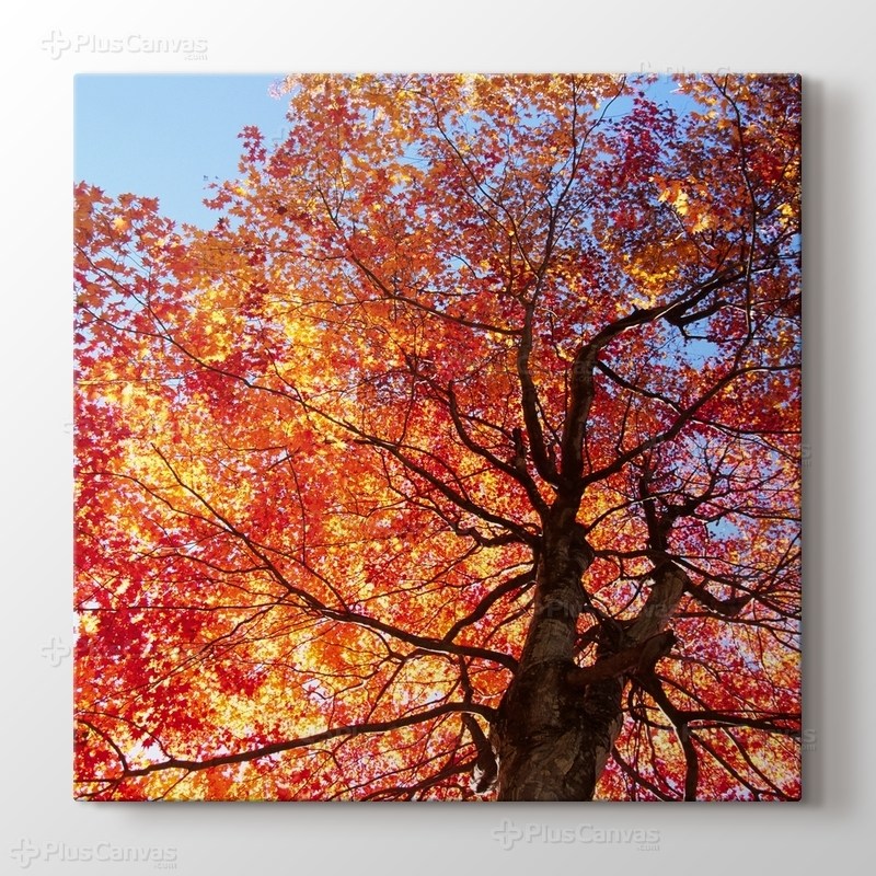 Autumn Leaves görseli.