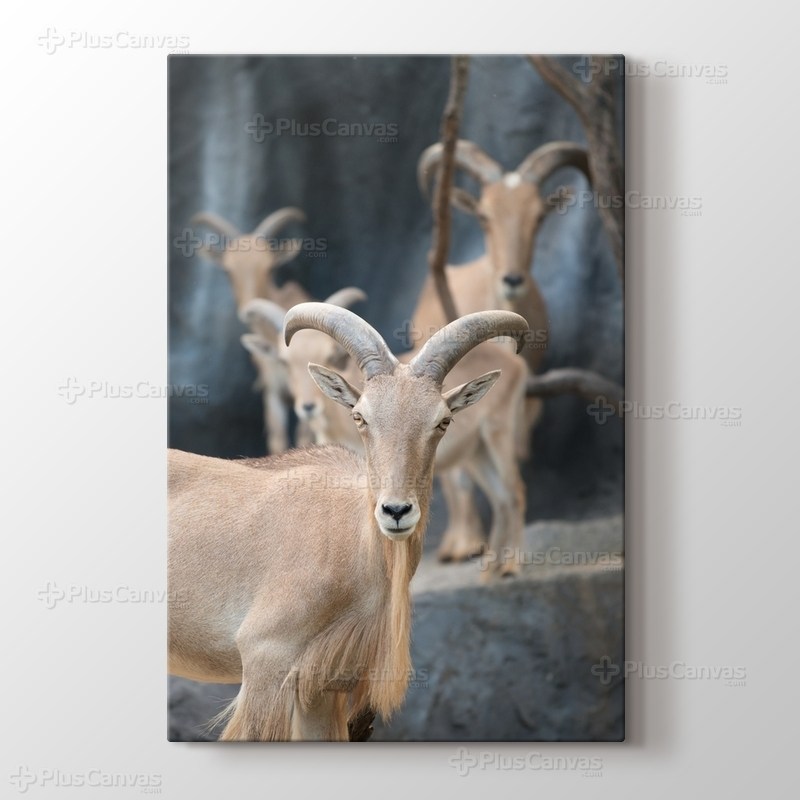 Dağ Keçileri görseli.