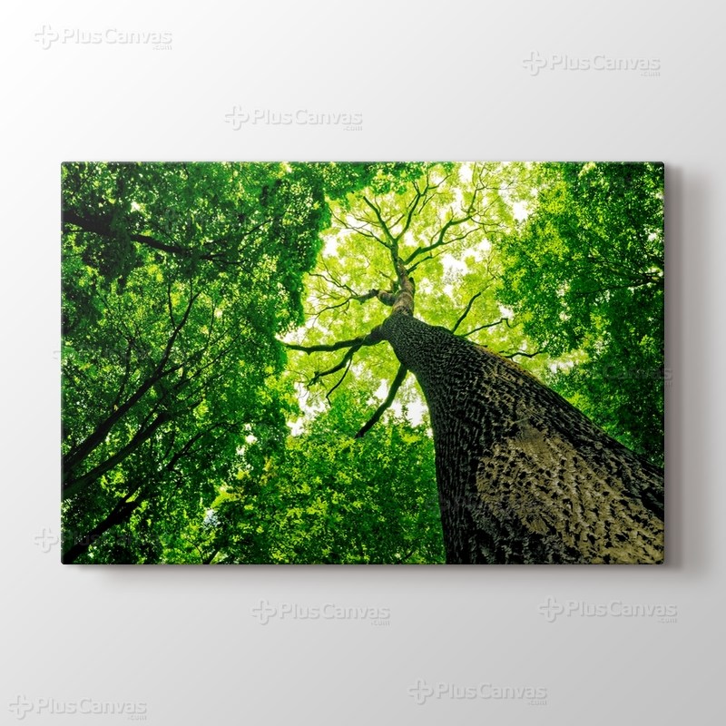 Yüksek Uzun Ağaçlar görseli.