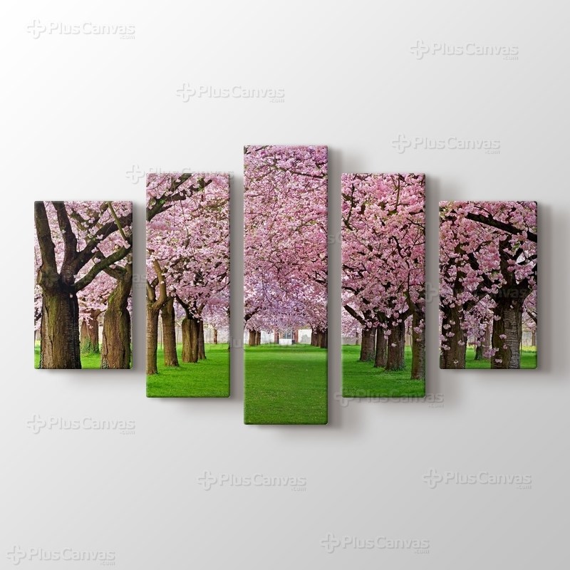 Cercis Trees görseli.