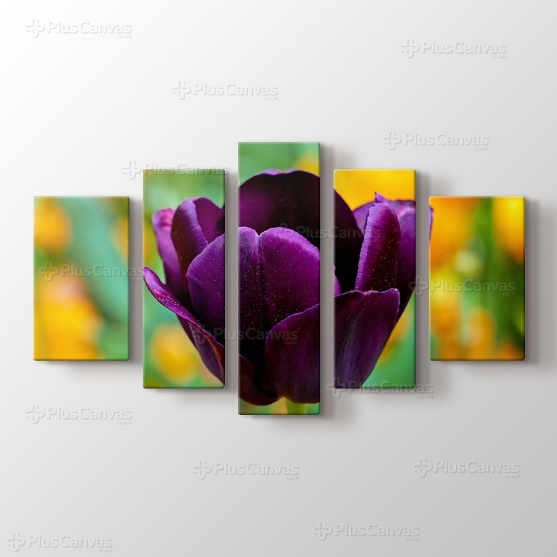 Purple Tulip görseli.
