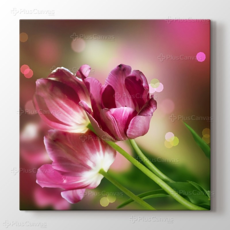 Pembe Laleler görseli.