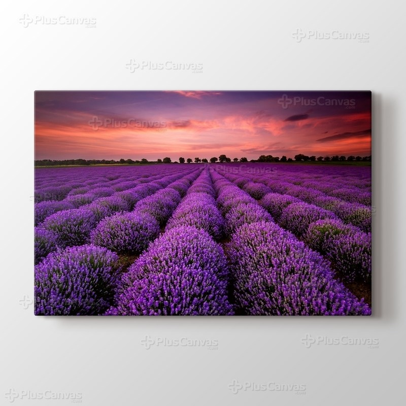 Stunning Landscape With Lavender Field At Sunset görseli.