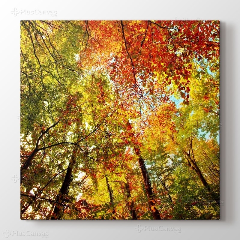 Colourful Tree görseli.