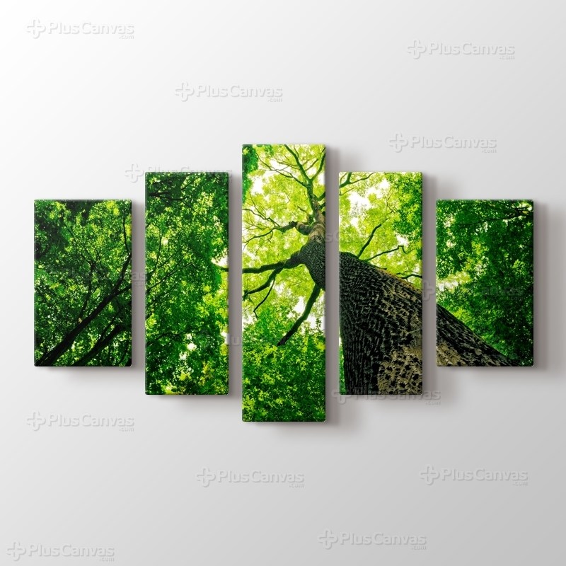 Yüksek Uzun Ağaçlar görseli.