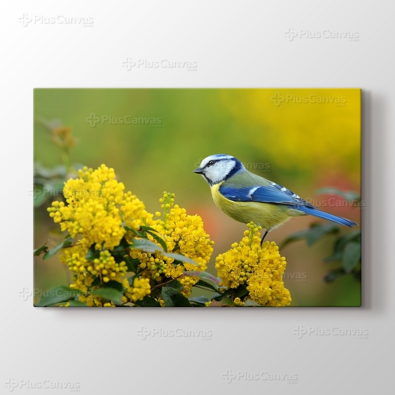 Mavi Serçe görseli.