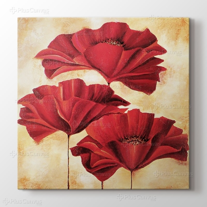 Papaver Rhoeas - I görseli.