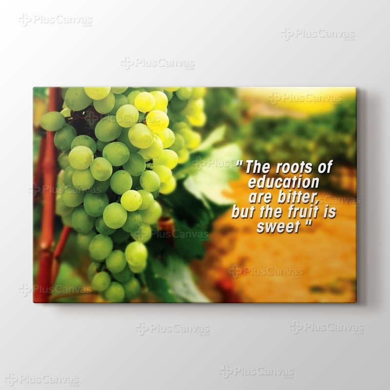 The Roots of Education görseli.