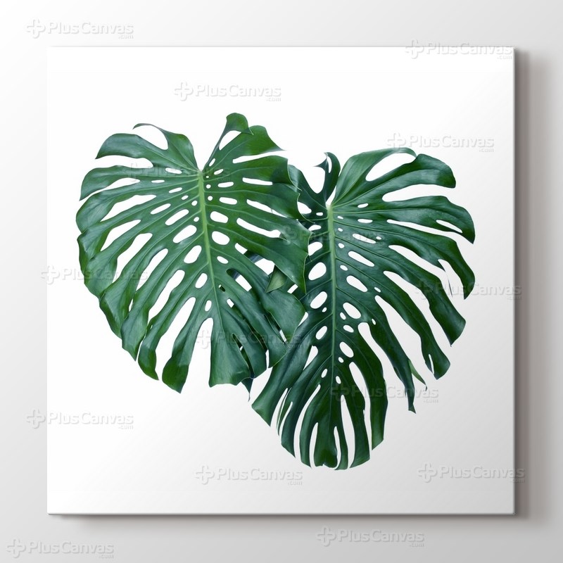 Monstera Leaves görseli.