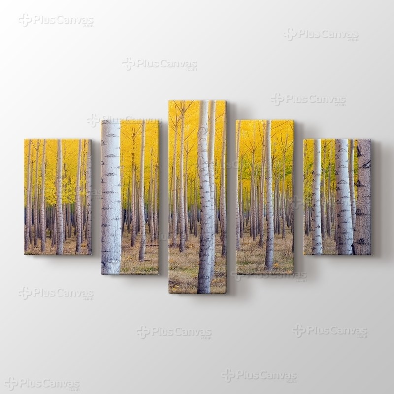 Huş Ağacı Ormanı görseli.