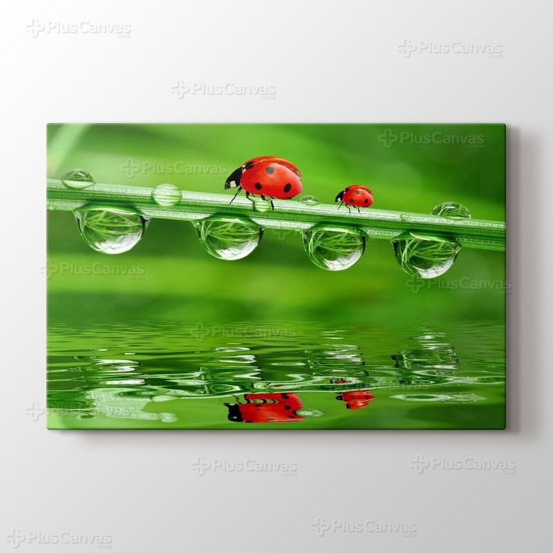 Uğur Böceği görseli.