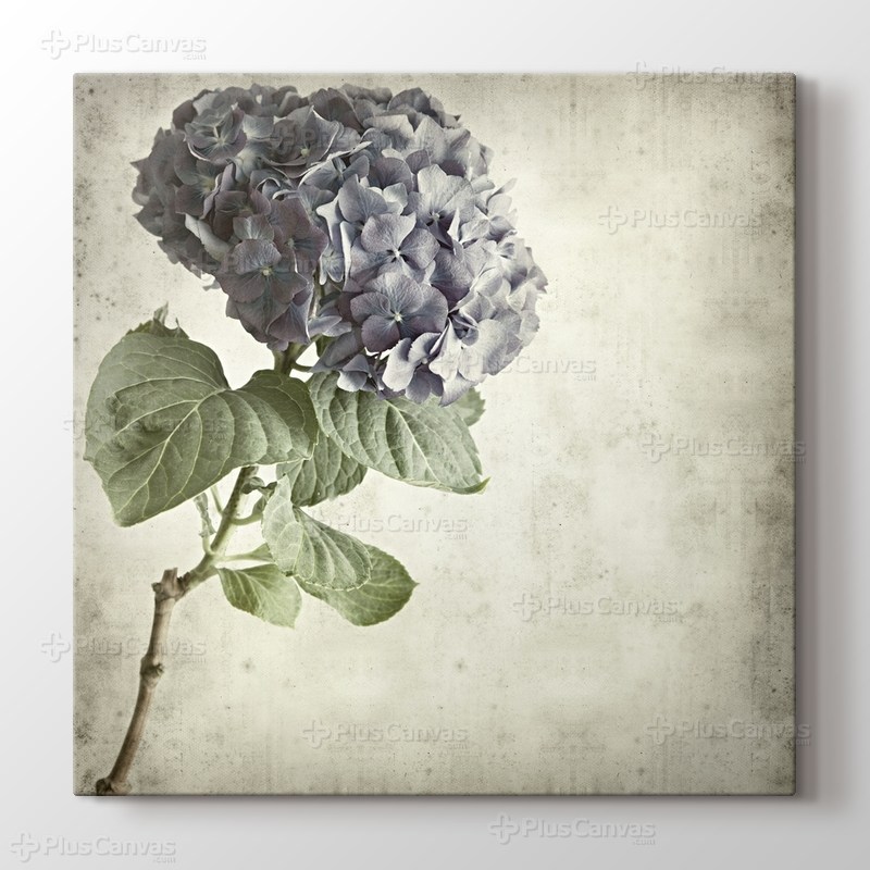 Blue Hydrangea görseli.