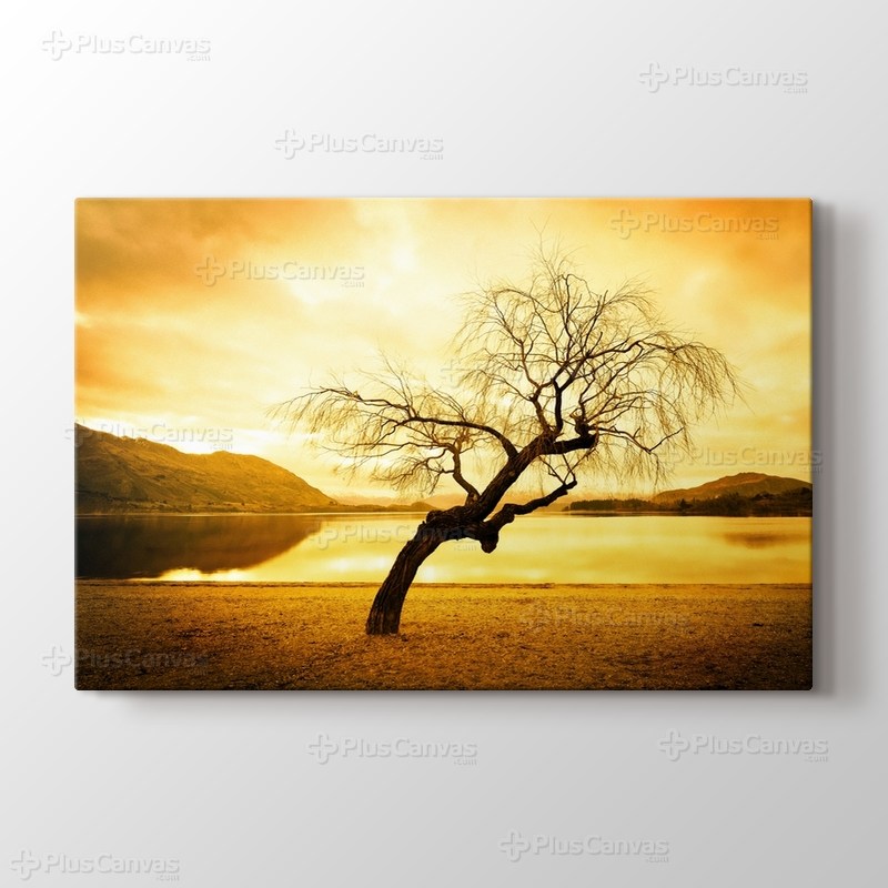 Söğüt Ağacı görseli.