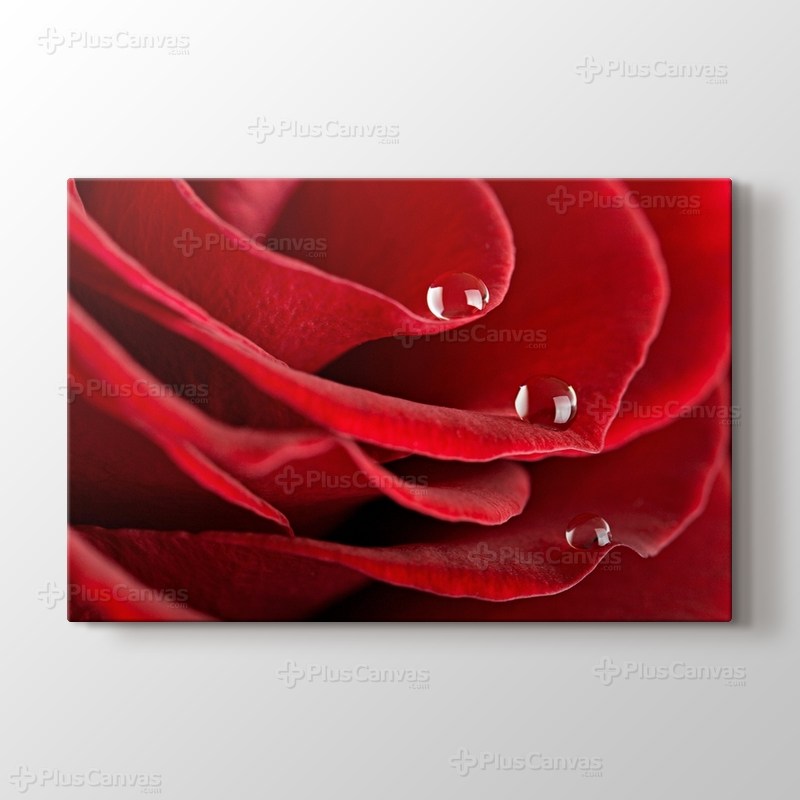 Red Rose Close Up görseli.