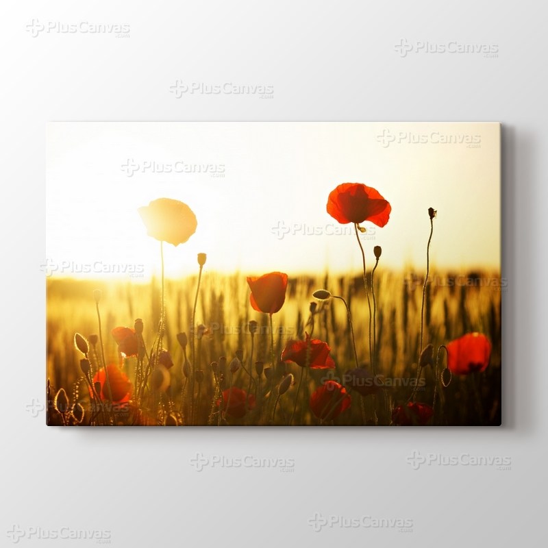 Sunset and Poppies görseli.