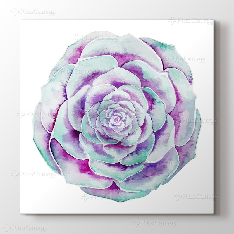 Agave Succulent görseli.