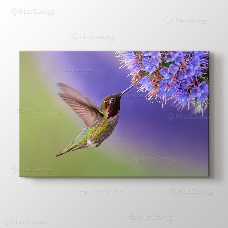 Sinek Kuşu görseli.