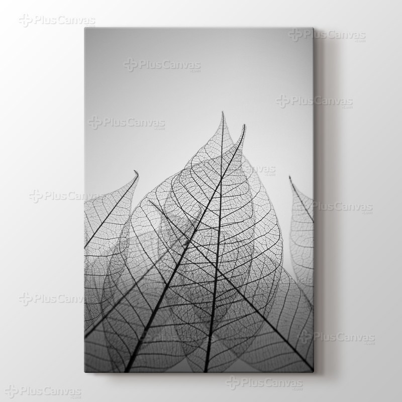 Skeleton Leaves görseli.