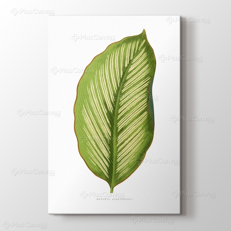 Maranta Alba Lineata Leaf görseli.