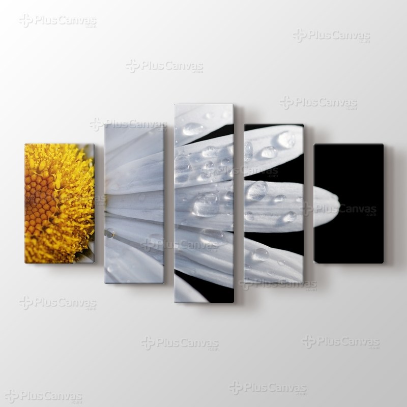 CloseUp Daisy görseli.