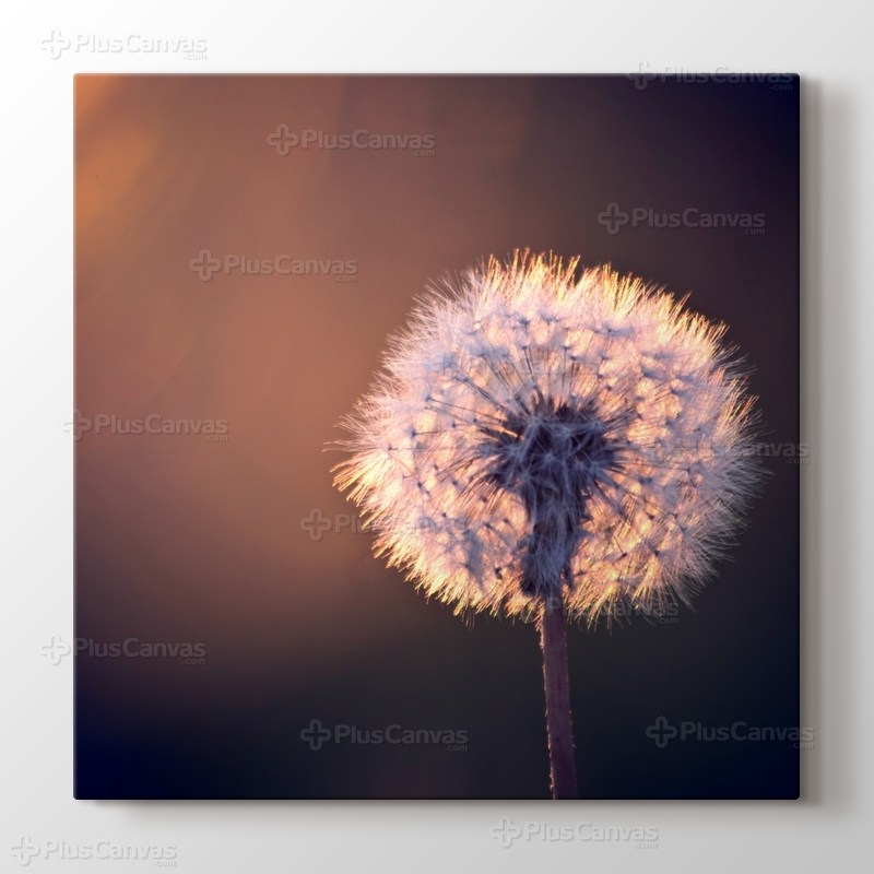 Karahindiba görseli.