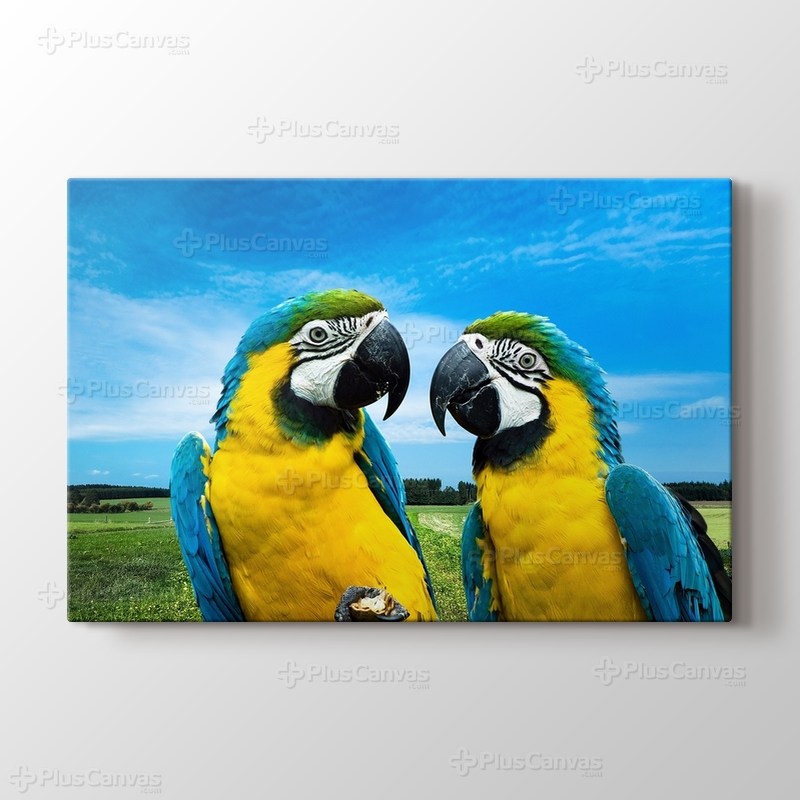 Parrots Chat görseli.