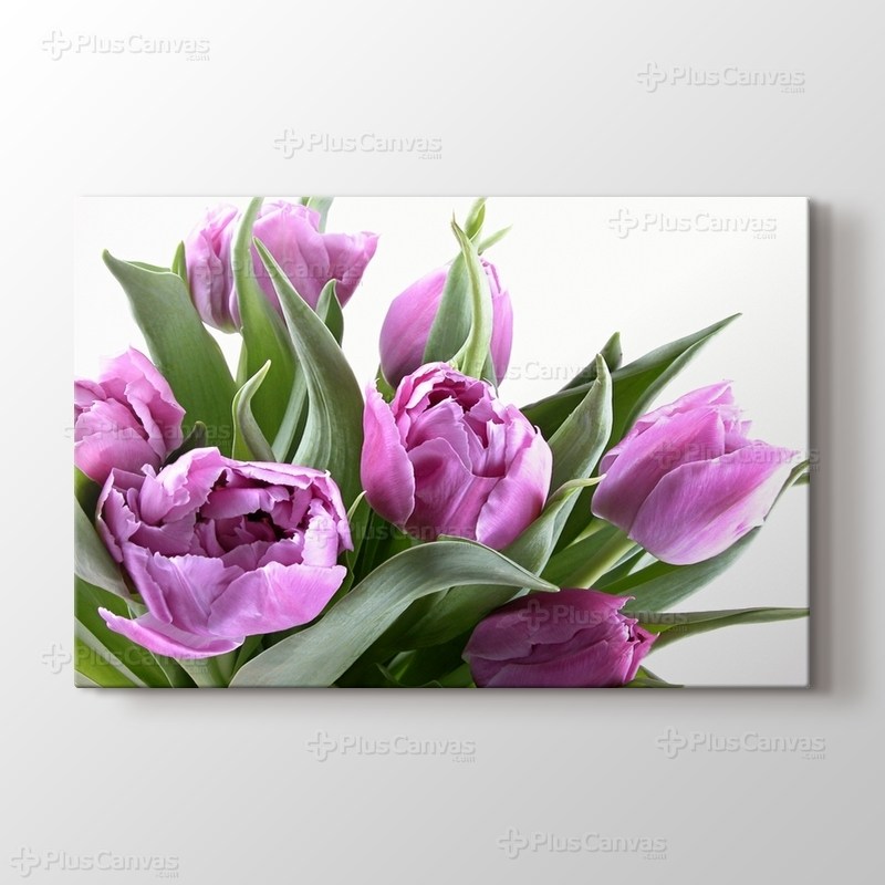 Eflatun Laleler görseli.