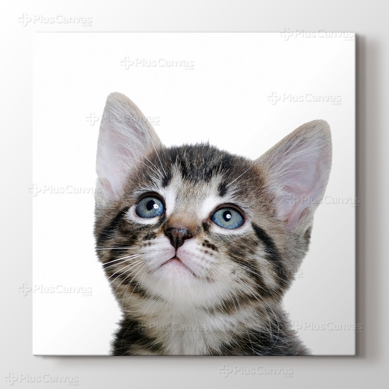 Blue Eyed Tabby Cat görseli.