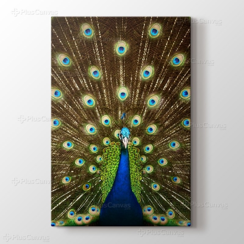 Tavuskuşu görseli.