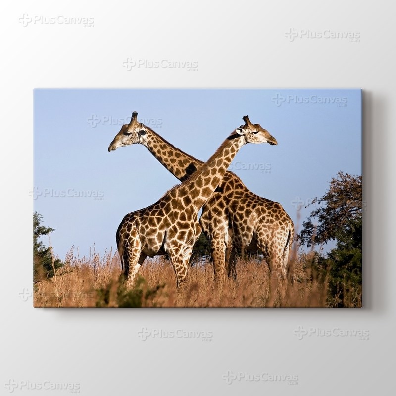 Giraffe Ithala görseli.