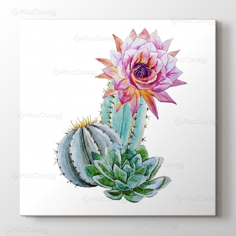 Beautful Cactus görseli.