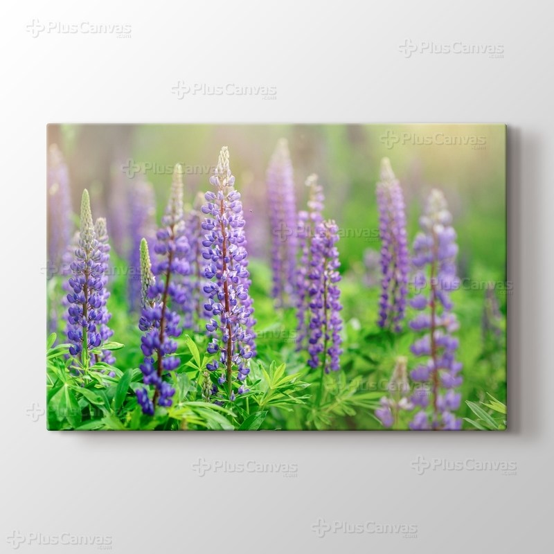 Blossoming Flowers görseli.