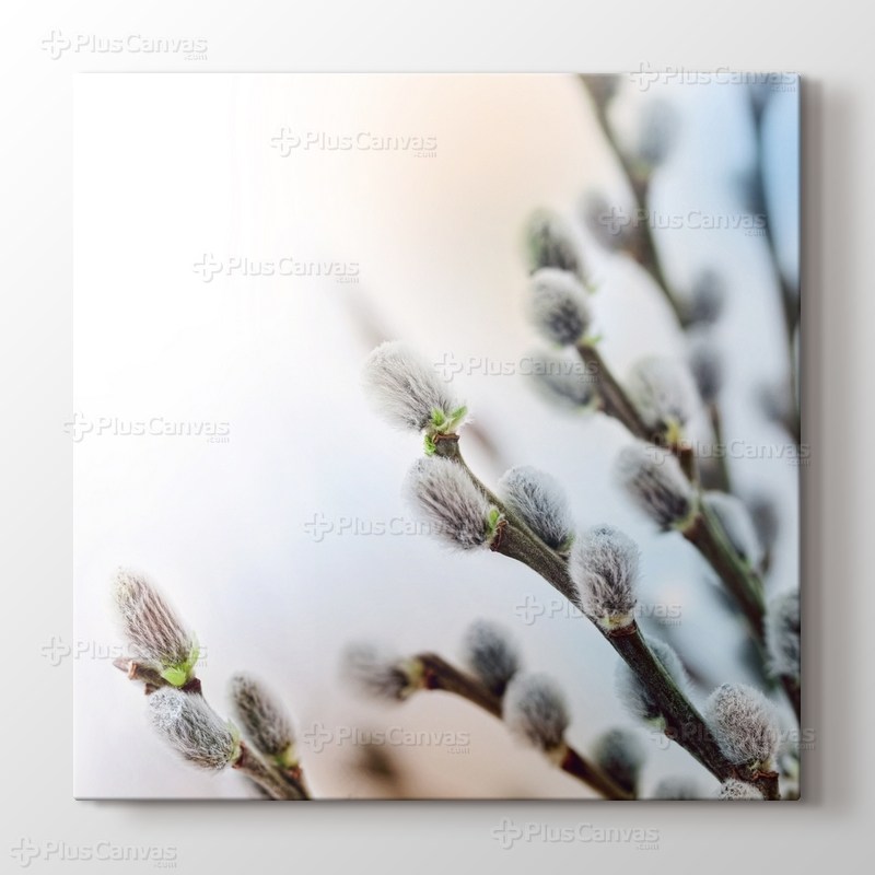 Söğüt Çiçeği görseli.