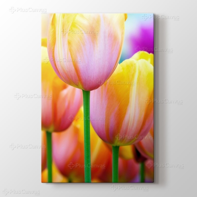 Colored Tulips görseli.